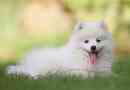 Kis fehér kutyák - top 6 fajta